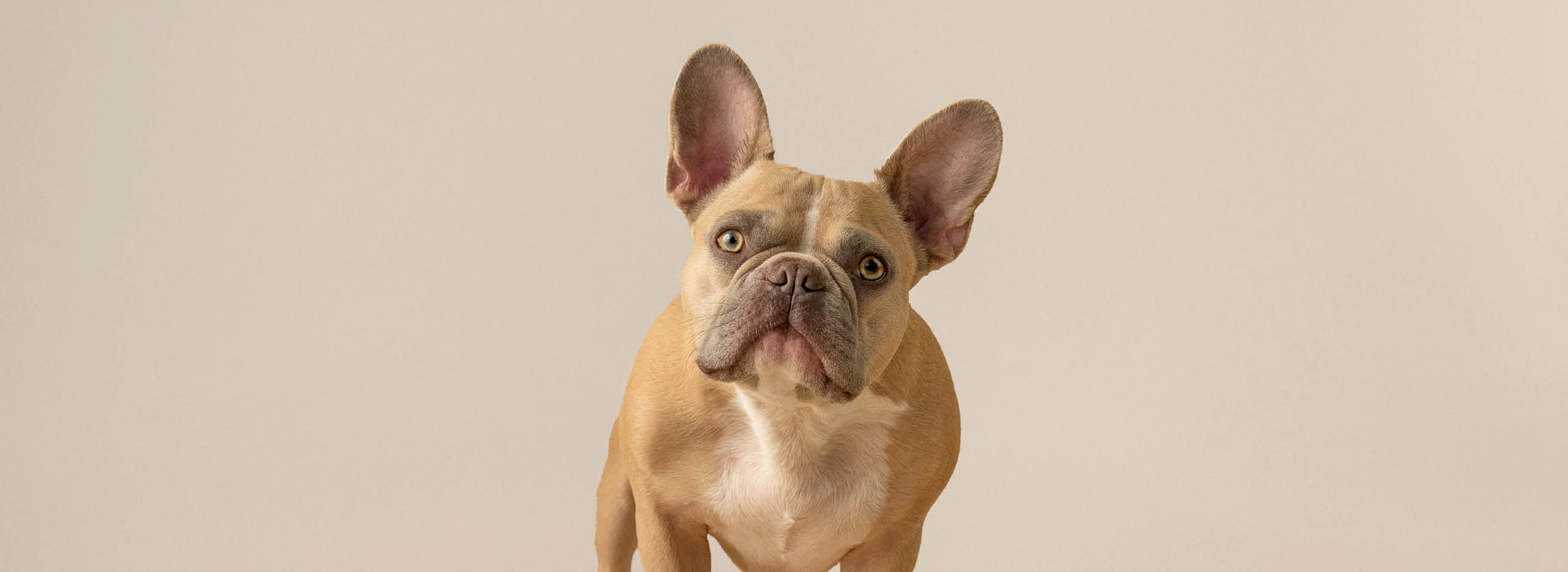 Politique canine - Place de la Cité