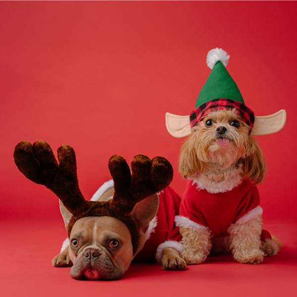 The Great Christmas for Pups and People