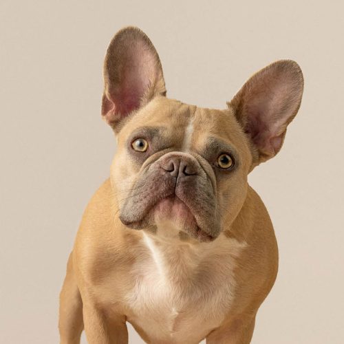 Le Jardin des Animaux