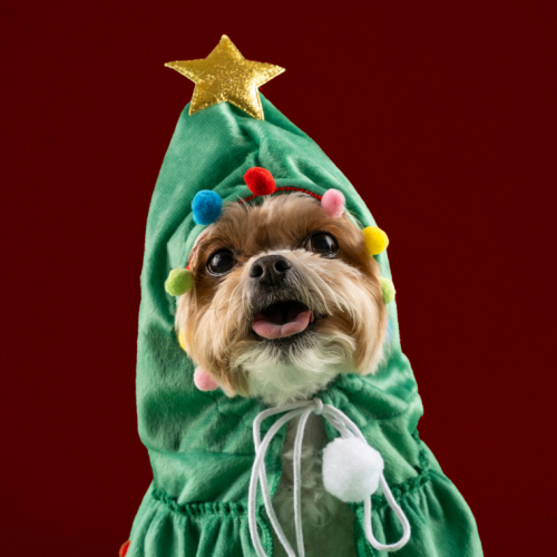 Rencontrez le père Noël avec votre fidèle compagnon !